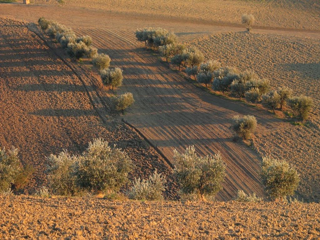 מסלולי טיולים קסומים בין כרמי הזיתים בגליל: חוויות טבע ייחודיות
